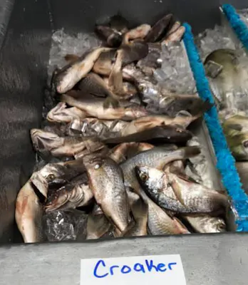 Croaker