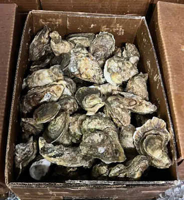 Kellum Oysters