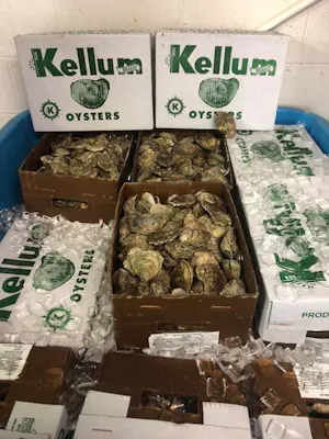 Kellum Oysters