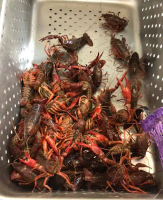 Crawfish