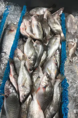 Fresh Croakers