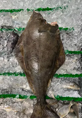 Halibut
