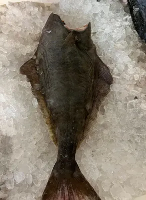 Halibut