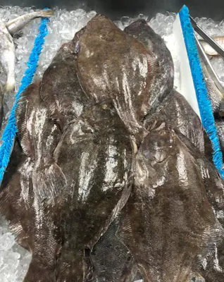 Flounder