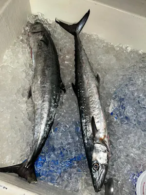 King Mackerel