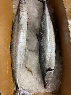 King Mackerel