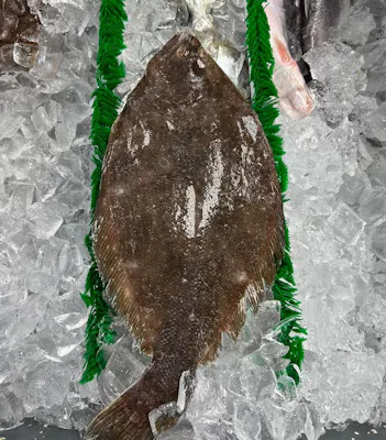 Flounder