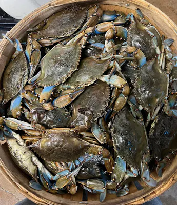 Blue Crabs