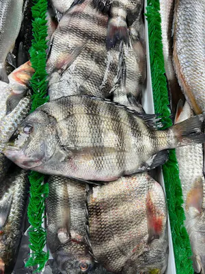 Sheepshead