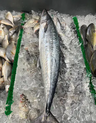 Spots, King, White Perch, Pompano